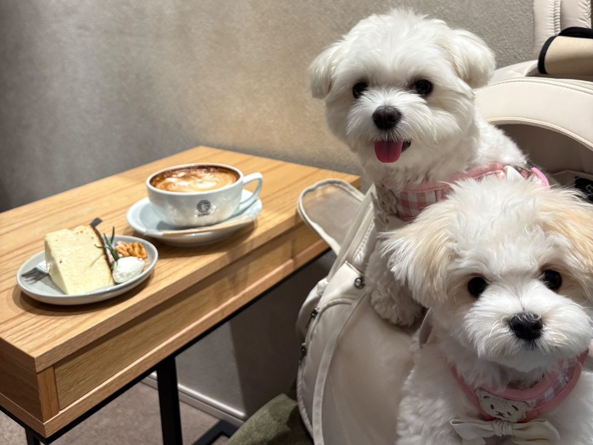 カフェの店内でキャリーから顔を出す2匹の小型犬。テーブルにラテとシフォンケーキ