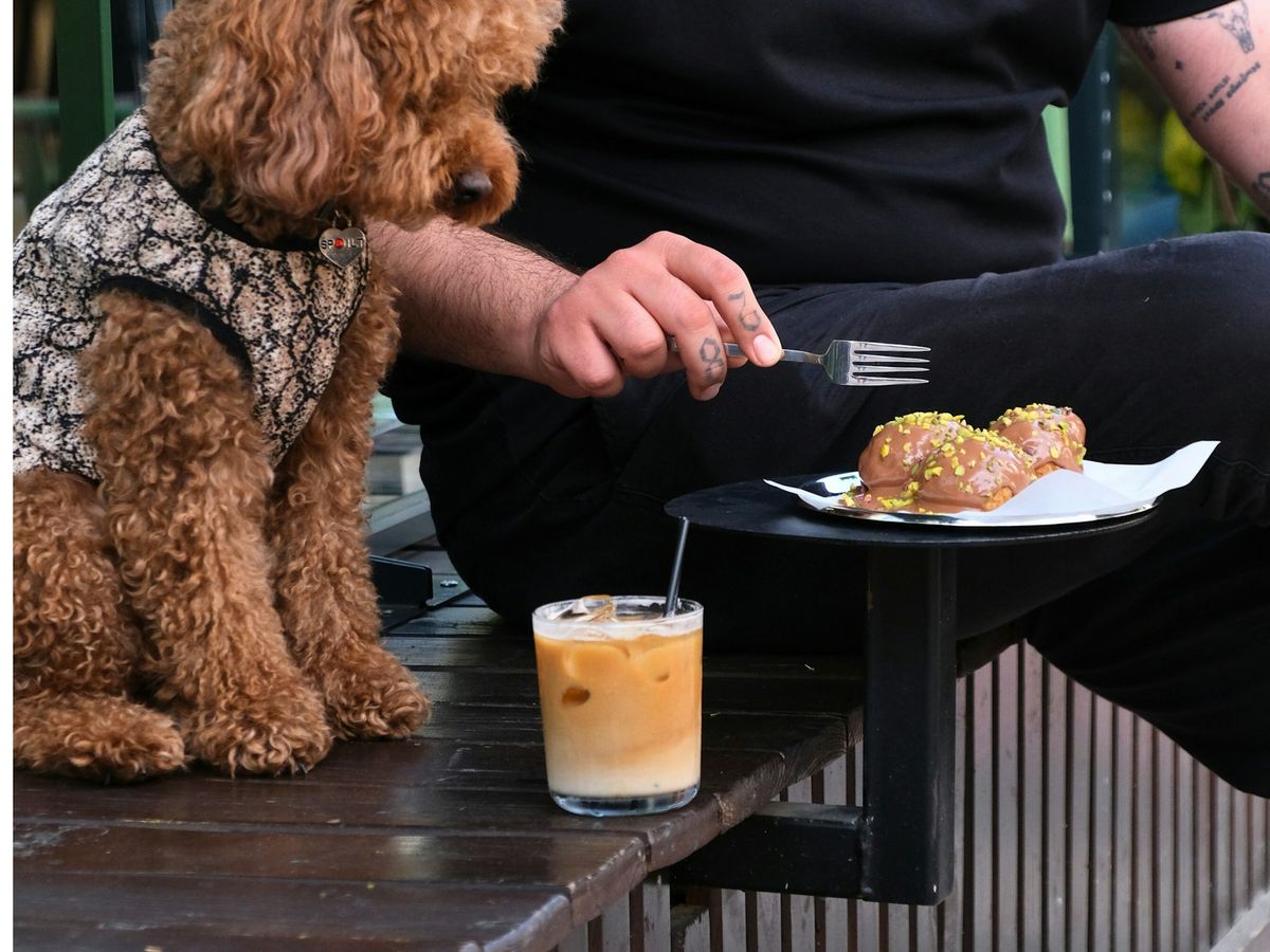 テラス席で犬の隣でブランチを食べる人